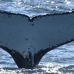 Fluke of HW-MN1111294