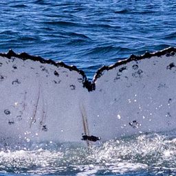 Fluke of HW-MN1111296