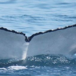 Fluke of HW-MN1111301
