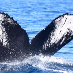 Fluke of CRC-12448