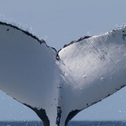 Fluke of HW-MN1111306