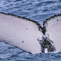Fluke of HW-MN1111312