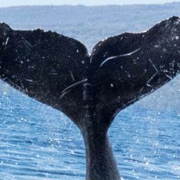 Fluke of HW-MN0440571
