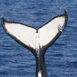 Fluke of HW-MN1111380