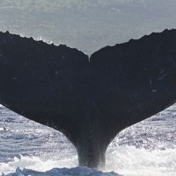 Fluke of гончий