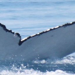 Fluke of HW-MN1111388