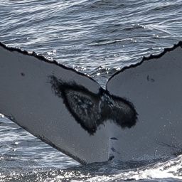Fluke of HW-MN1111389