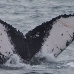Fluke of HW-MN0440517