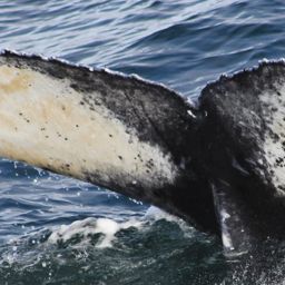 Fluke of HW-MN0104505
