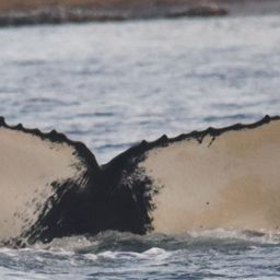 Fluke of HW-MN0200789