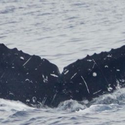 Fluke of CRC-17036