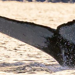 Fluke of HW-MN0200797