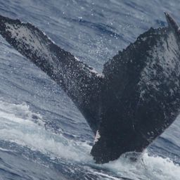 Fluke of HW-MN0440536