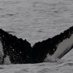 Fluke of HW-MN0410662