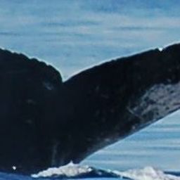 Fluke of HW-MN0440510