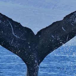Fluke of HW-MN0440531