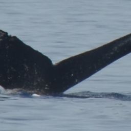 Fluke of HW-MN0440539