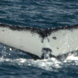 Fluke of HW-MN1111457