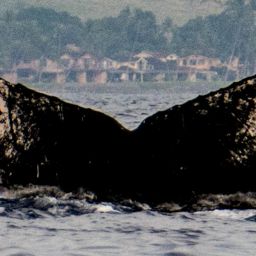 Fluke of HW-MN0440512
