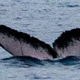 Fluke of HW-MN0440513