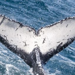 Fluke of 2025 calf of HW-MN1111139
