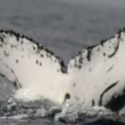 Fluke of HW-MN1111503