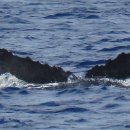Fluke of HW-MN0440515