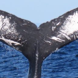 Fluke of SEAK-0955