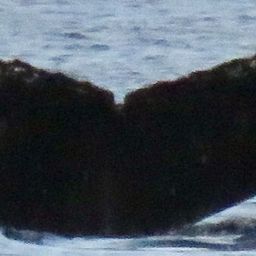 Fluke of HW-MN0440588