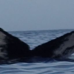 Fluke of HW-MN0440516