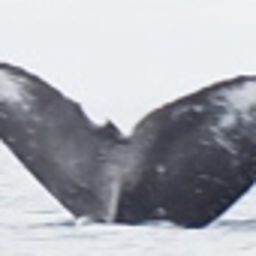 Fluke of HW-MN0440520