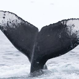 Fluke of HW-MN0503943