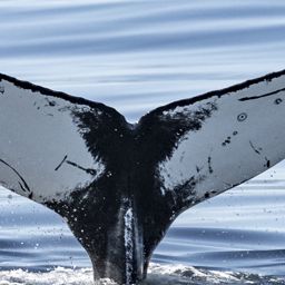 Fluke of CRC-23617