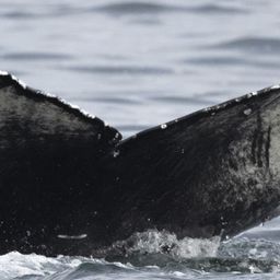 Fluke of HW-MN0503948
