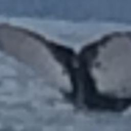 Fluke of HW-MN0440521