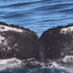 Fluke of HW-MN0503953