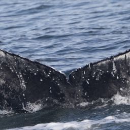 Fluke of HW-MN0503954