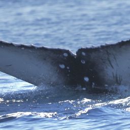Fluke of 2024-2025 calf of Jolly Roger