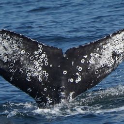 Fluke of CRC-23122