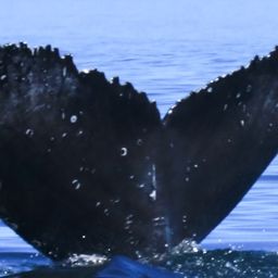 Fluke of HW-MN0805525