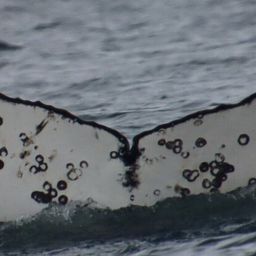 Fluke of HW-MN1308043