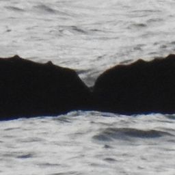 Fluke of HW-MN0440537