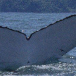 Fluke of BB Hays