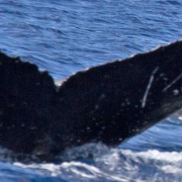 Fluke of HW-MN0440540