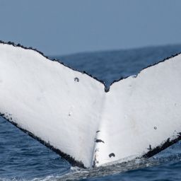 Fluke of HW-MN1308084