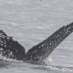 Fluke of HW-MN0503972