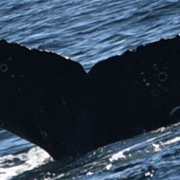 Fluke of CRC-23649