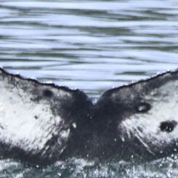 Fluke of CRC-23115