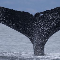 Fluke of HW-MN0510911