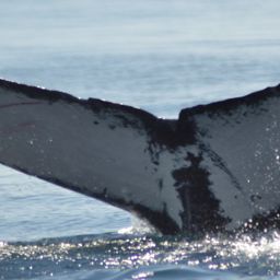 Fluke of HW-MN0524774